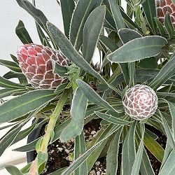 プロテア：ジュリエット7号25-03
