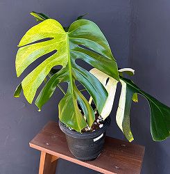 モンステラ：ボルシギアーナ　ミント　6号鉢植え