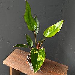 フィロデンドロン：レッドコンゴ　バリエガータ　4号鉢植え
