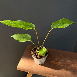 アンスリウム：フーケリー（斑入り）3号ネガミエル