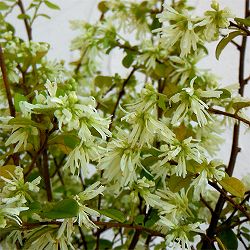 トキワマンサク：白花青葉5号ポット