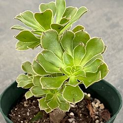 サンシモン：カナリエンシス（緑）3号ポット