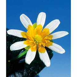 ヒメリュウキンカ：フライドエッグ2.5号ポット