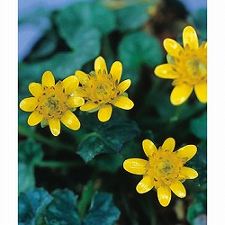 ヒメリュウキンカ：クイレット2.5号ポット