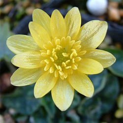 ヒメリュウキンカ：ライムライト2.5号ポット