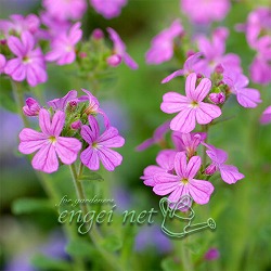 イワカラクサ：桃花2.5～3号ポット