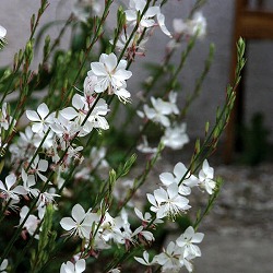 ガウラ（白蝶草）：リンドハイメリー2株セット