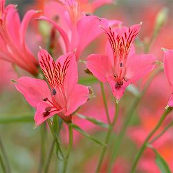 アルストロメリア：リグツローズシェード2株セット