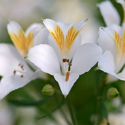 アルストロメリア：リグツホワイトシェード2株セット