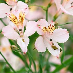 アルストロメリア：リグツライトピンクシェード（ペールピンクシェード）2株セット