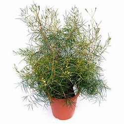 ワックスフラワー：白花5号ポット