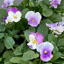 ビオラ：2色植え　ソルベ（オーキッドローズビーコン＆ピンクウィング）3.5号ポット