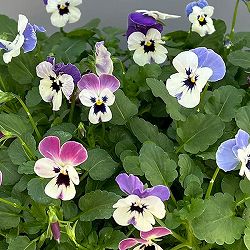 ビオラ：2色植え　ソルベXP（デルフトブルー＆ラズベリー）3.5号ポット