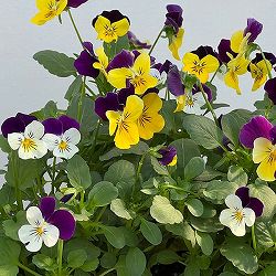 ビオラ：2色植え　ソルベXP（イエロージャンプアップ＆ホワイトジャンプアップ）3.5号ポット