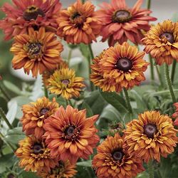 [26年5月中下旬予約]ルドベキア：エンチャンテッド　ロマンス4号ポット