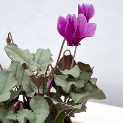 原種系シクラメン：ヘデリフォリウム　リフィ　プラチナリーフ　ピンク系3.5号ポット
