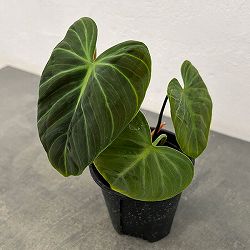 フィロデンドロン:エルチョコレッド 3.5号ポット