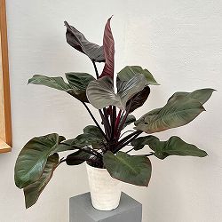 フィロデンドロン:ブラックカーディナル 5号鉢植え25-01