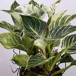 フィロデンドロン:バーキン(幹上がり)5号鉢植え