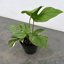 ヒメモンステラ：ちょっと斑入り　3号ポット