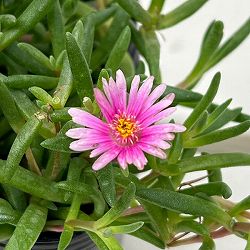 マツバギク：おひさま花火 リド ピンク3号ポット 6株セット