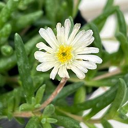 マツバギク：おひさま花火 リド ホワイト3号ポット 6株セット