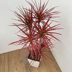 ドラセナ：コンシンネスカーレットアイビス　7号鉢植え