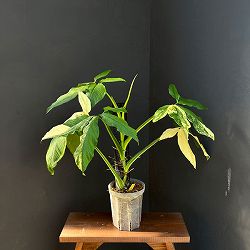 シンゴニウム:カリフォルニアゴールド テルノスペシャル 5号鉢植え