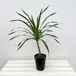 ドラセナ：パラオ　5号鉢植え