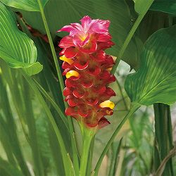 [26年3月中下旬予約]クルクマ：トロピカル レッドトーチ 1球入り