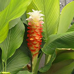 [26年3月中下旬予約]クルクマ：トロピカル マニーサイアム 1球入り