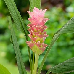 [26年3月中下旬予約]クルクマ：トロピカル インプレッシブピンク 1球入り