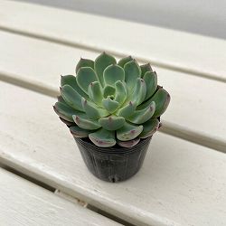 エケベリア：七福美尼　2号ポット