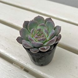エケベリア：クリスタルレイク　2号ポット