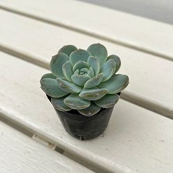 エケベリア：ホワイトオレンジ　2号ポット