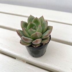 エケベリア：シャンパーニュ　2号ポット