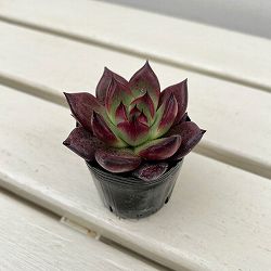 エケベリア：アクエリアス　2号ポット