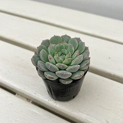 エケベリア：セブンフェアリー　2号ポット