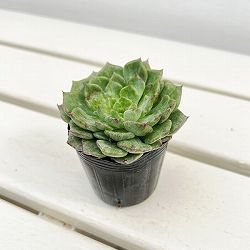 エケベリア：アングリーバード　2号ポット