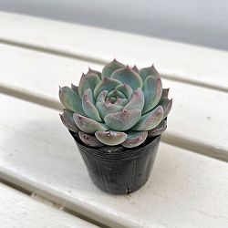 エケベリア：エリークイーン　2号ポット