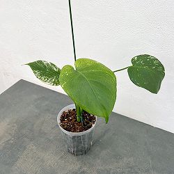 モンステラ：ホワイトモンスター　4号鉢テルノソイル植え25-01