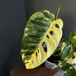 マドカズラ：斑入り　5号鉢植え（テルノソイル）25-01