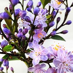 ハイノキ(灰の木）：アオバナハイノキ藍（あい）3.5号ポット