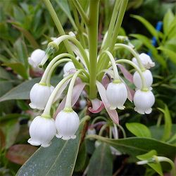 ホンコンドウダンツツジ：白花3.5号ポット