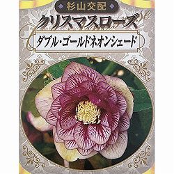 杉光園芸（杉山交配）さんのクリスマスローズ：ダブルゴールドネオンシェード3号ポット