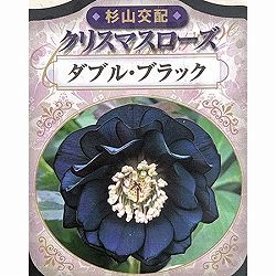 杉光園芸（杉山交配）さんのクリスマスローズ：ダブルブラック3号ポット