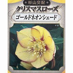 杉光園芸（杉山交配）さんのクリスマスローズ：シングルゴールドネオンシェード3号ポット