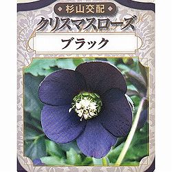 杉光園芸（杉山交配）さんのクリスマスローズ：シングルブラック3号ポット