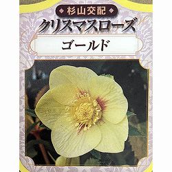 杉光園芸（杉山交配）さんのクリスマスローズ：シングルゴールド3号ポット