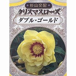 杉光園芸（杉山交配）さんのクリスマスローズ：ダブルゴールド3号ポット